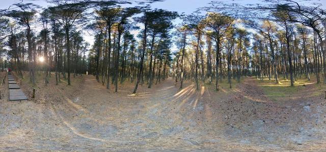 Dancing Forest