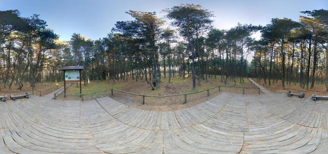 Dancing forest - observation deck