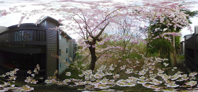 Cherry Blossom