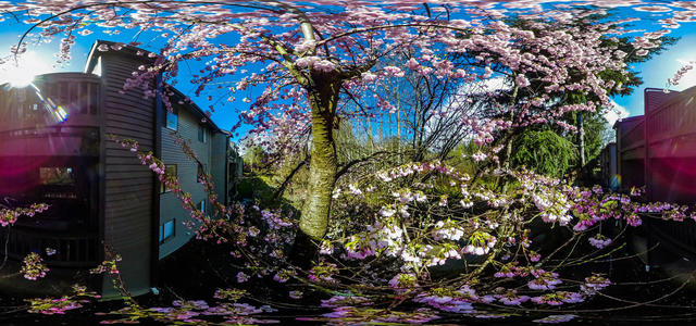 Flowering tree outside the window