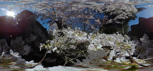 Blooming tree