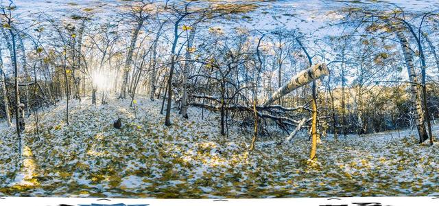 Birch Grove-5