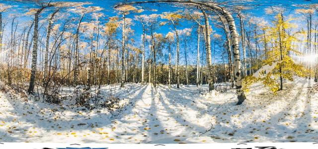 Birch Grove-6