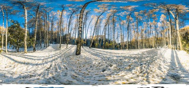 Birch Grove-10