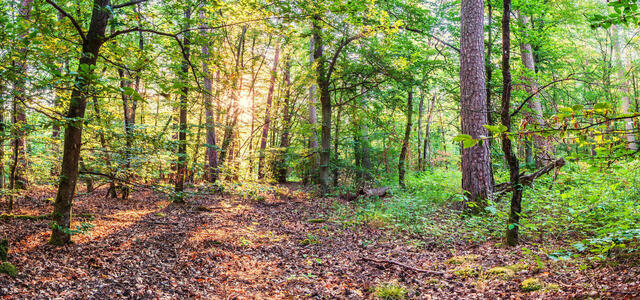 Forest
