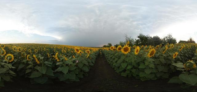 Sunflowers