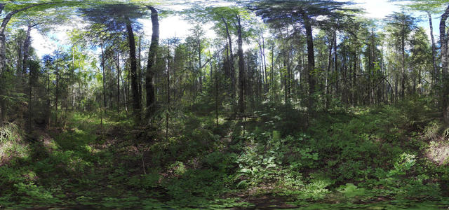 Russian Forest