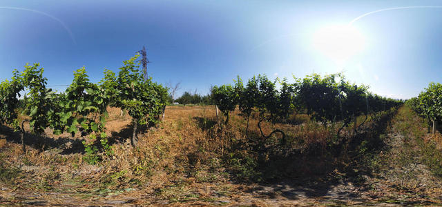 Kakheti, vineyard
