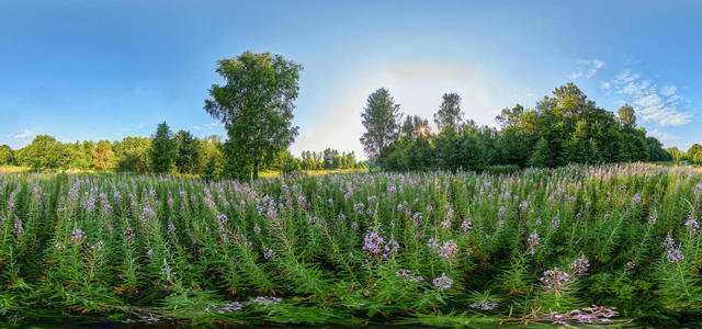 In the thickets of Ivan-Tea