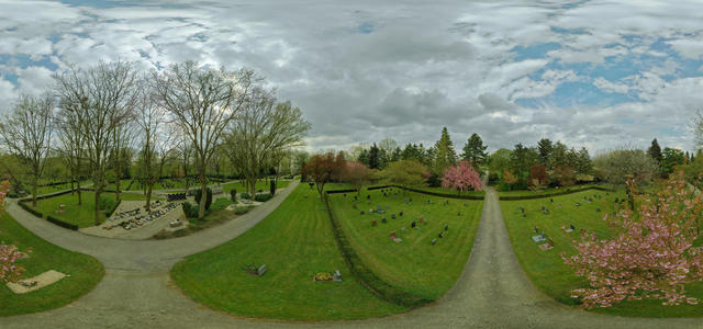 Rook colony on cemetary 2
