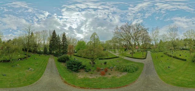 Rook colony on cemetary 1