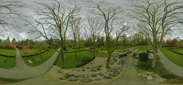 Rook colony on cemetary 3