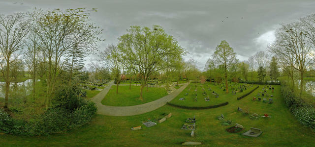 Rook colony on cemetary 4