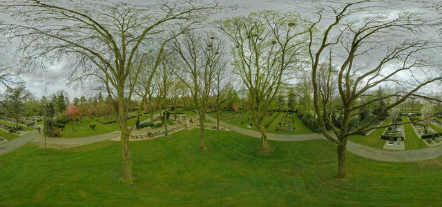 Rook colony on cemetary 5
