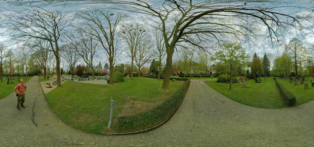 Rook colony on cemetary